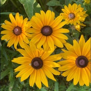 Meet your Posher, Lynn